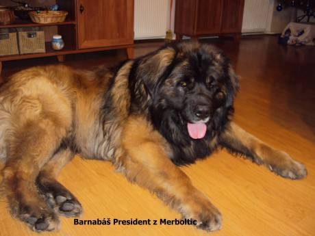 Barnabáš President z Merboltic -18. měsíců