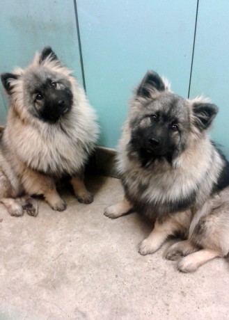 Fido a Frank 6 měsíců