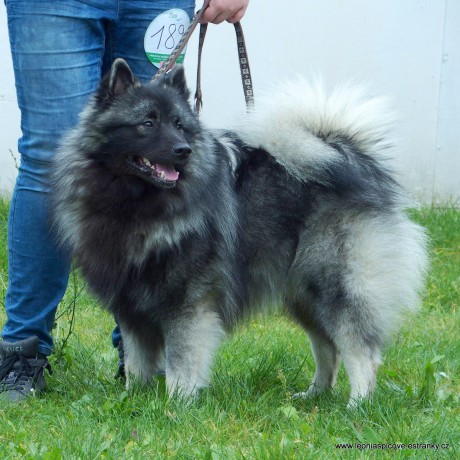 Arčík 10 měsíců - na výstavě v Litoměřicích