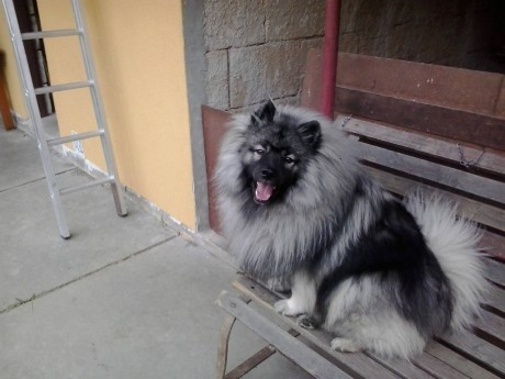 Falda Andy´s President z Merboltic