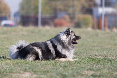 Fargo Andy´s President z Merboltic