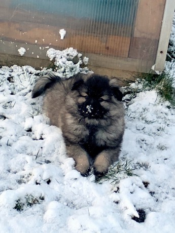 IGNOR President z Merboltic - 8.týdnů