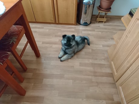 INDIGO President z Merboltic - 8. týdnů