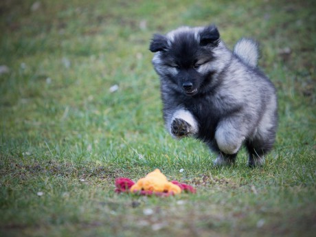 IVANHOE President z Merboltic - 8.týdnů