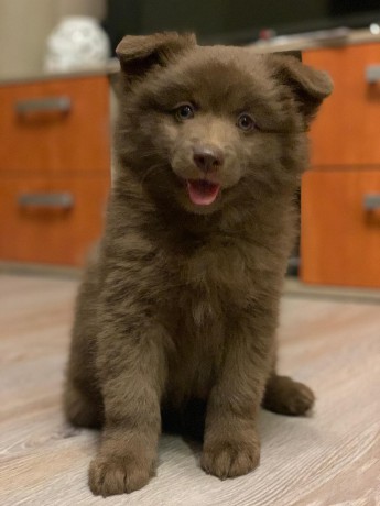 JASALYNN BROWN President z Merboltic 7. týdnů