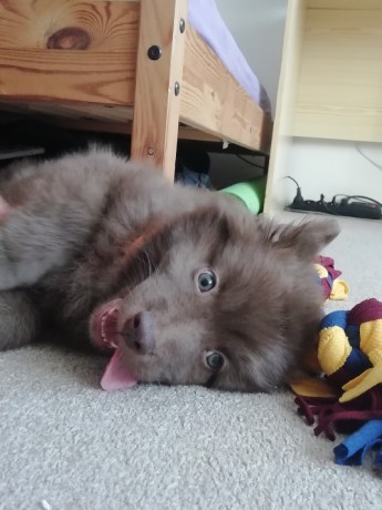 Joki Floki Brown 8. týdnů