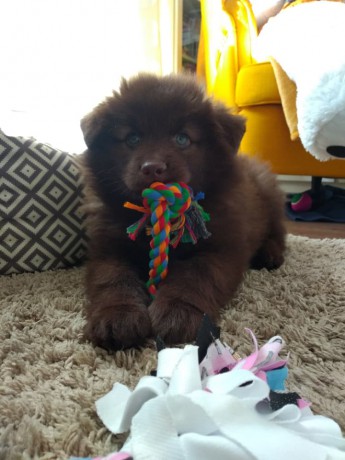 Joe Kimmy Brown 7.5 týdne