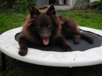 filou-na-trampoline.jpg